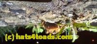 /home//u458753944/public_html/sourcegallery///////Roxborough Toad Detour/2025/2025-04-19/20250419_210947.jpg